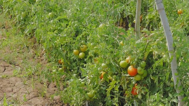 Static shot of tomato plants bearing ripening fruits on vine, green and orange tomatoes clustered among leaves, supported by poles and wires, cultivated soil visible under natural daylight.