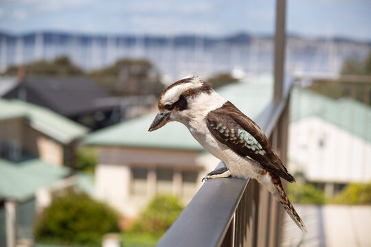 Kookaburra (Dacelo novaeguineae) sitting on a balcony rail