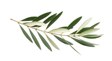 Fototapeta premium Olive branch with leaves transparent background cutout png