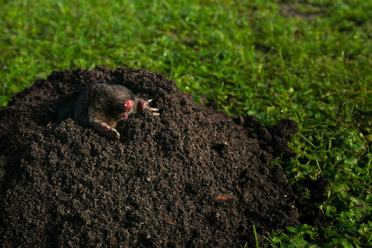 Wild mole emerging from fresh dark molehill mound on green lawn, garden pest control, lawn care services, and landscaping damage awareness