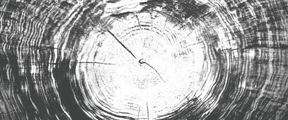 Closeup of a tree trunk cross section showing concentric growth rings in black and white © Grave passenger