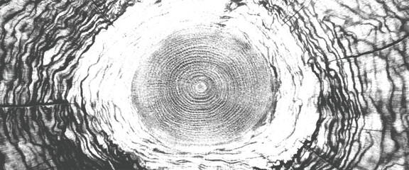 Closeup of a tree trunk cross section showing concentric growth rings in black and white © Grave passenger