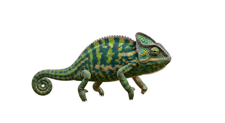 Colorful Chameleon with Curled Tail.