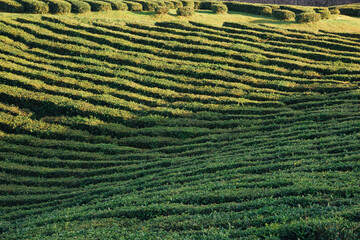 Rows of tea bushes on plantation