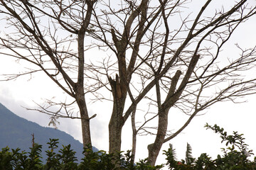 Obraz premium Tree branch with no leaves, beautiful nature background for autumn on the mountain