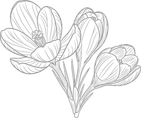 Fototapeta premium A black and white drawing of a plant with oval shaped leaves