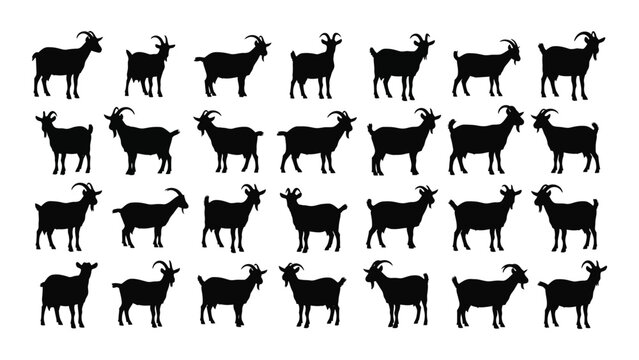 A group of goats standing in rows on a white background