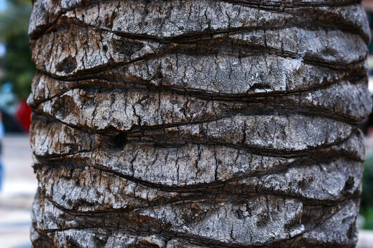 close-up of palm tree bark texture