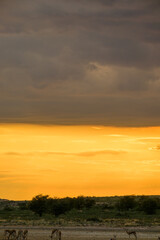 Obraz premium Springbok grazing in the dry Nossob river bed, Kgalagadi Transfrontier Park