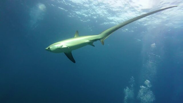Majestic Pelagic Thresher Shark Swimming Gracefully In Deep Blue Ocean