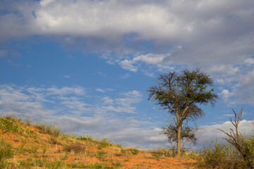 A camel thorn tree growing on a sand dune in the Kgalagadi Transfrontier park