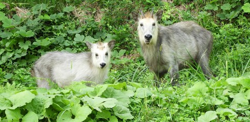 ニホンカモシカの親子