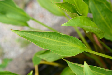 Common water plantain leaves - Latin name - Alisma plantago-aquatica © nahhan