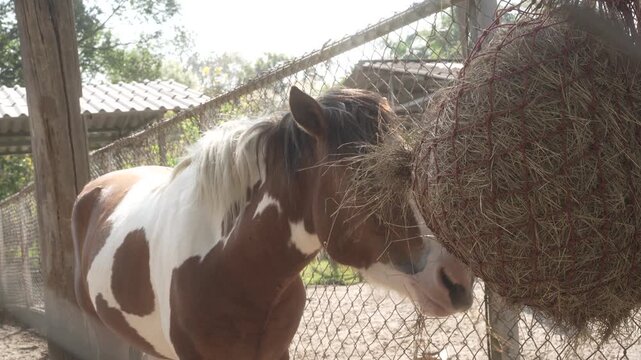 Brown and white pinto horse eating hay from a net inside a fenced stable, soft sunlight, rustic farm setting.
