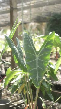 Sunlit close-up of green arrowhead-shaped tropical leaves in a garden, shallow depth of field with soft and natural outdoor background.
