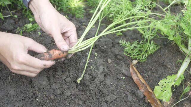 Hands harvesting a fresh carrot from dark soil in a garden bed, with green carrot tops and leafy plants visible, outdoor organic farming and home gardening concept.