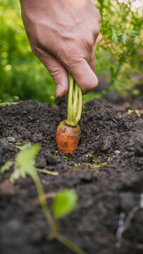 Close-up of a hand pulling a fresh carrot from dark soil in a sunny backyard garden, with green tops and blurred foliage in background.
