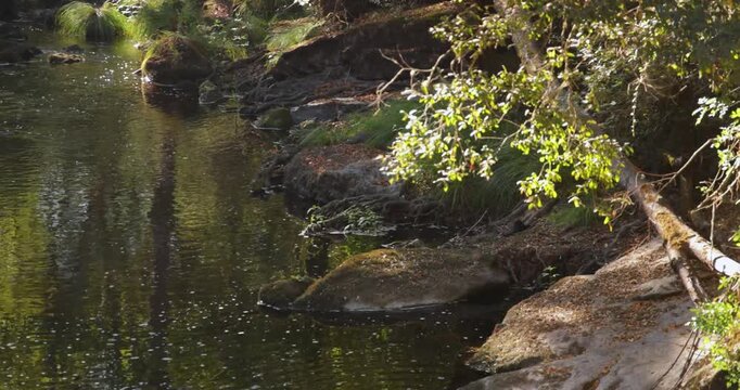 An American mink is standing and running on rocks near a stream.