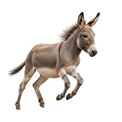 A young donkey with a unicorn horn running isolated on transparent background