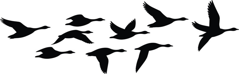 Black silhouette of flock of geese flying in formation, migratory birds wild geese flock soaring across sky during autumn or spring migration © Kamrul