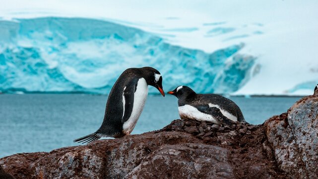 pinguinos en el hielo 