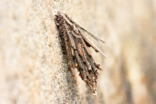 Macro shot of a Pachythelia villosella bagworm larva in its protective case made of twigs and silk. A fascinating example of natural architecture and camouflage on a stone surface.