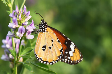 Fototapeta premium Macro side view of a Plain Tiger butterfly (Danaus chrysippus) feeding on purple wildflowers, showing its distinctive orange, black, and white wing patterns in natural sunlight.