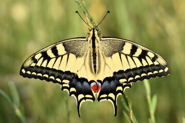 A high-angle macro shot of a Swallowtail butterfly (Papilio machaon) showcasing its symmetrical yellow and black wings with blue and red eye spots.