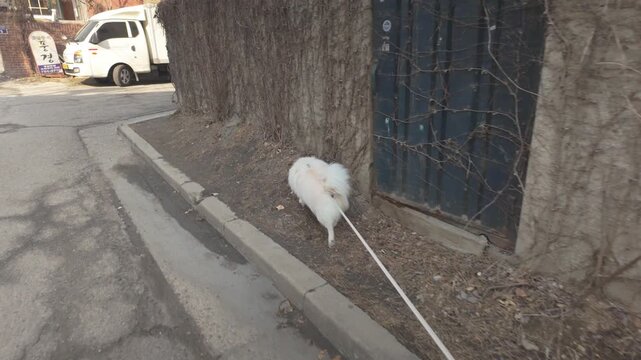 Close-up tracking shot of a white puppy walking on a leash. The footage follows the puppy&rsquo;s playful steps and curious expressions while keeping a steady tracking movement. Perfect for pet, lifestyle, 