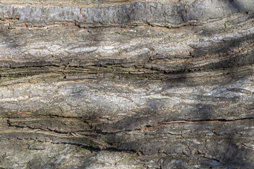 Pień drzewa, szorstka kora i naturalna tekstura drewna, zbliżenie pnia z pęknięciami i sękami, tło leśne. © Henryk Guziak