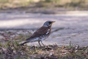 Kwiczoł w parku na ziemi wśród suchych liści, ptak z szarym łbem i cętkowanym brzuchem, spacer po trawniku w mieście. © Henryk Guziak