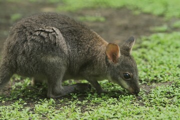 A little dusky wallaby is looking for food in the grass in the morning