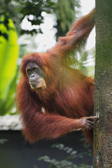Naklejka premium A vibrant orangutan with long, rusty fur clings skillfully to a tree trunk, its soulful eyes looking outward against a blurred green forest canopy., 05 march 2026 Indonesia
