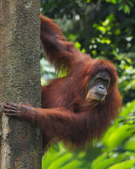 Obraz premium A vibrant orangutan with long, rusty fur clings skillfully to a tree trunk, its soulful eyes looking outward against a blurred green forest canopy., 05 march 2026 Indonesia
