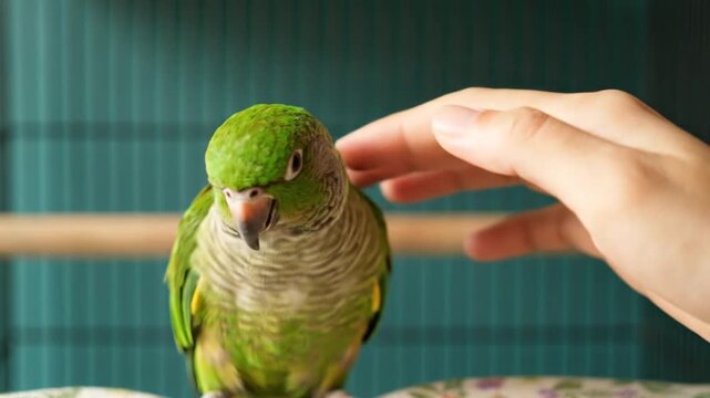 Petting a green parrot.