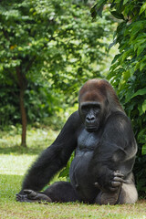 Obraz premium A powerful gorilla sits peacefully on the grass, leaning against lush green leaves, its dark fur contrasting with the vibrant forest background, 05 march 2026 Indonesia