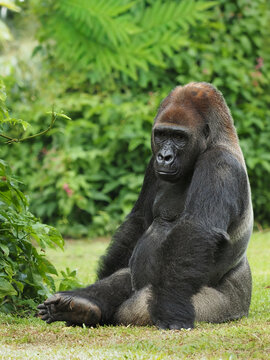 A powerful gorilla sits peacefully on the grass, leaning against lush green leaves, its dark fur contrasting with the vibrant forest background, 05 march 2026 Indonesia
