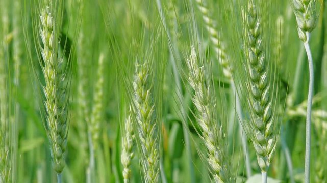 Static close-up of multiple green wheat ears swaying gently, long awns overlapping in shallow depth of field, vertical stalks filling frame with soft motion under natural daylight.