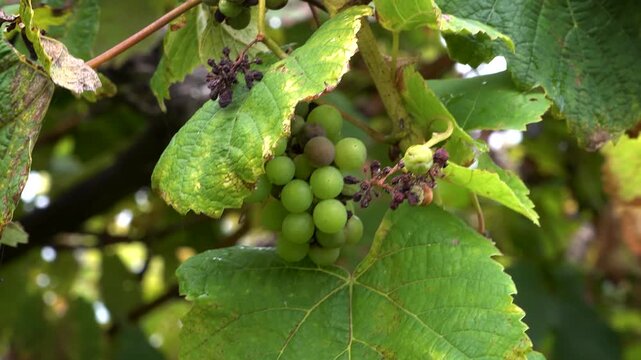 4K footage of the txakoli fruit plant in the Basque Country, Spain