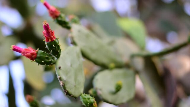 Prickly pear cactus, Opuntia, Cactus pear