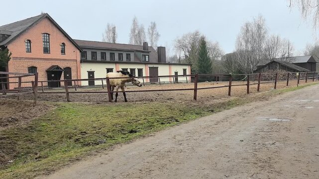 A horse is grazing in a pen next to a stable. The stable is made of brick and wood. A dirt road is nearby with trees in the background. The sky is cloudy.