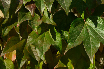 Obraz premium Wild Grape Leaves Close Up