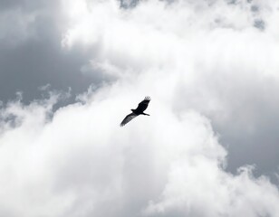 Fototapeta premium Bird soaring high in a cloudy sky, a symbol of freedom and natures beauty.