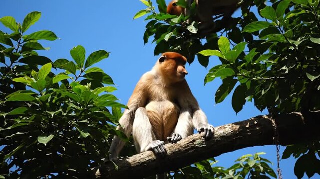 Monkey on tree branch. (1)