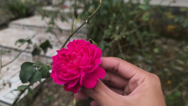 Hand tenderly holding a vibrant pink peony bloom outdoors, symbolizing romance, beauty, and floral abundance for lifestyle and nature content