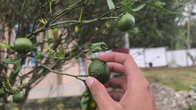 Hands gently picking small green lime fruits from a lush garden branch, capturing organic farming, harvest season, and sustainable living authenticity