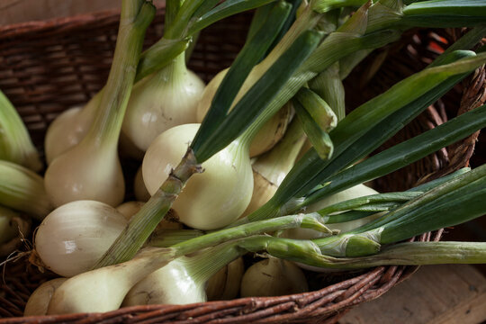Raw white onions uncut in a large basket 
