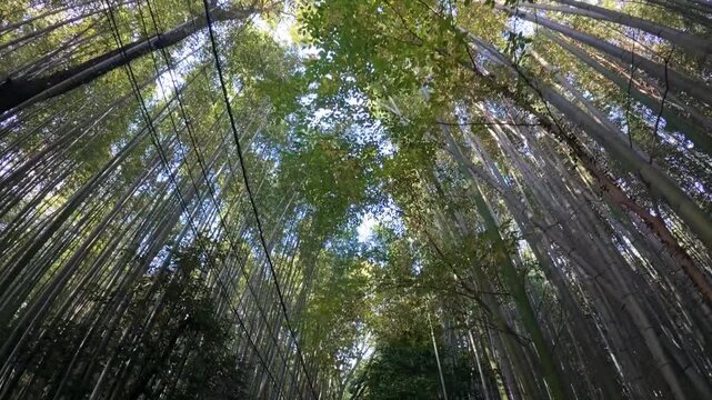 Green bamboo grove canopy in arashiyama, kyoto, japan