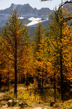 Larch valley trail near Moraine Lake.