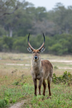 Waterbuck, Kobus ellipsiprymnus, standing, direct gaze.